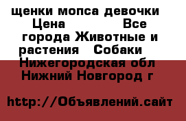 щенки мопса девочки › Цена ­ 25 000 - Все города Животные и растения » Собаки   . Нижегородская обл.,Нижний Новгород г.